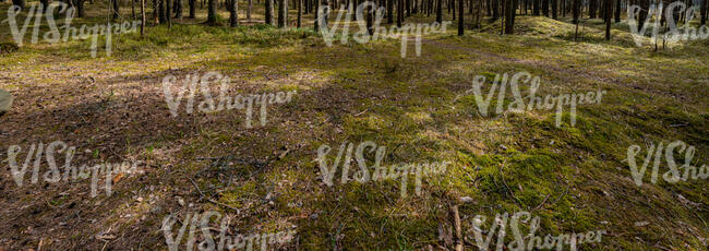 forest ground with tree shadows