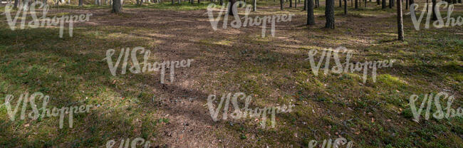 small footpath in forest on a sunny day