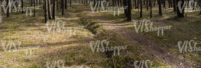 footpath in a forest with tree shadows