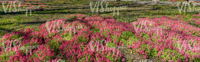 park ground under trees covered with blooming fumewort Corydalis solida