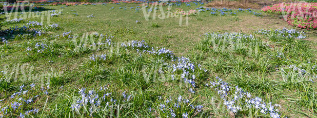 ground with blooming blue spring flowers of species Chionodoxa glory of the snow