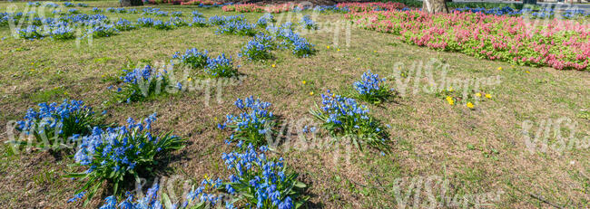 ground with dofferent spring flowers blooming