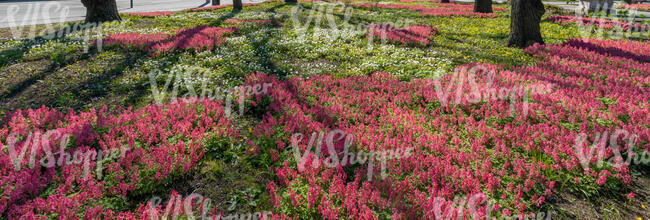 ground under park trees covered with blooming fumewort