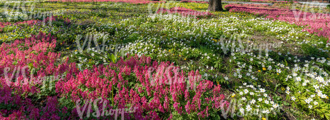 ground under trees covered with blooming spring flowers