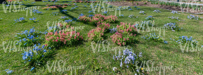 grass with blooming spring flowers