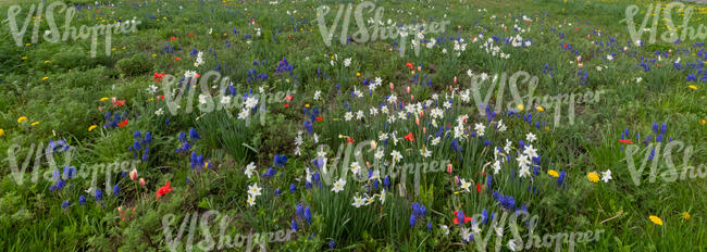 flower meadow