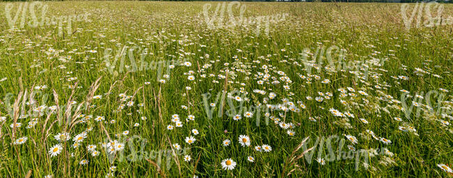 field of blooming daisies