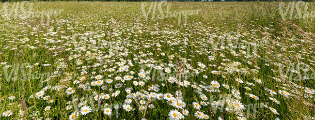 meadow with blooming daisies