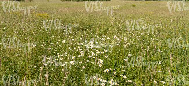 meadow in summer with daisies blooming