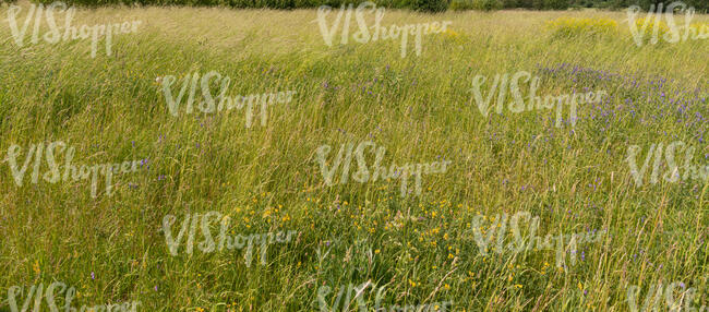 field of grass in summer