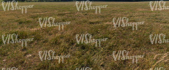 field of brownish grass