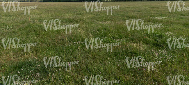 field of blooming clover