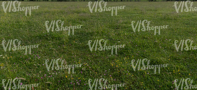 field of clover