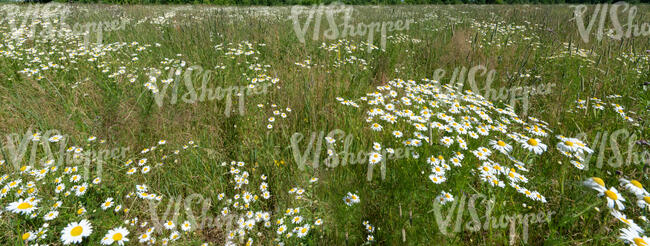 meadow full of blooming daisies
