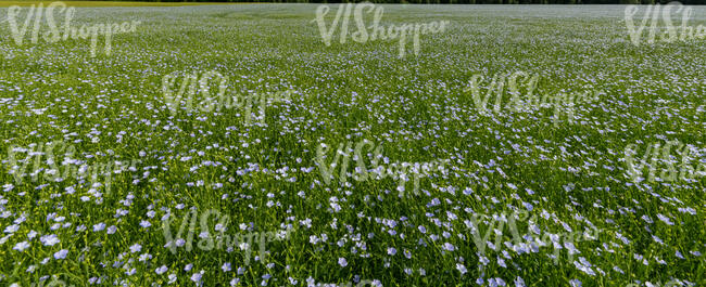 blooming flax field