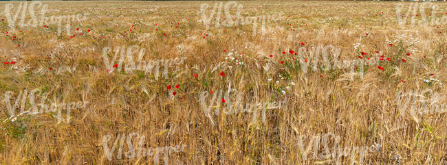 ripe corn field with poppies