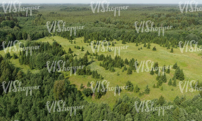 aerial view of forests in summer