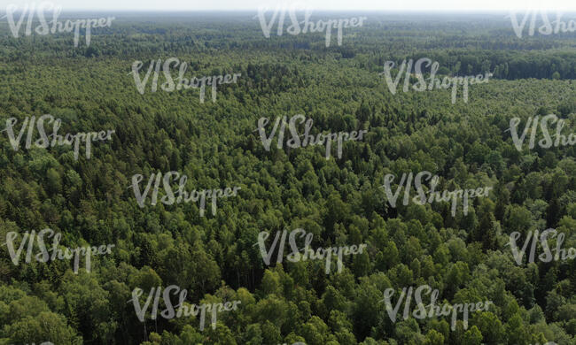 aerial view of a forests