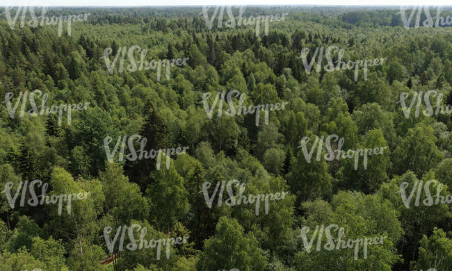 top view of forests