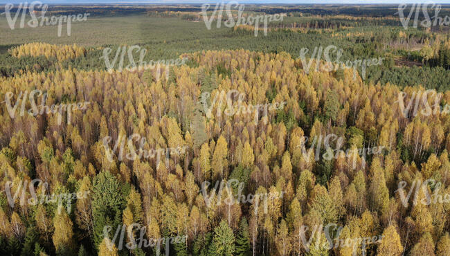 aerial view of a forest in autumn