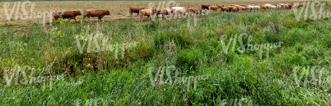 pasture with cows