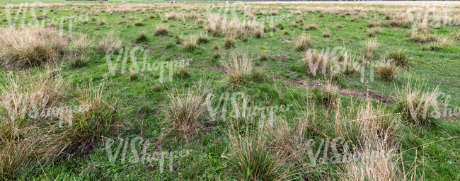 grassland with tufts of grass
