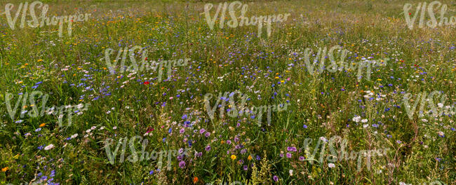 flower meadow