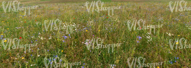 flower meadow with cornflowers