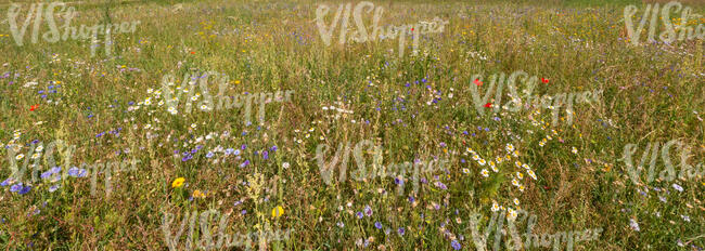 flower meadow with different flowers