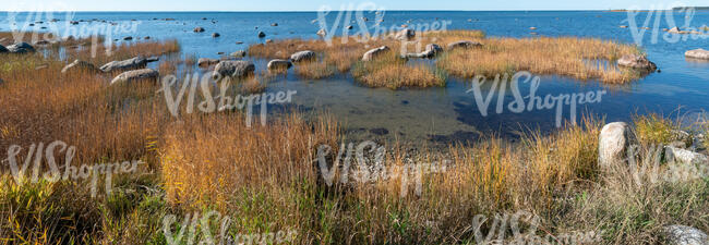 seaside with dry grass and rocks