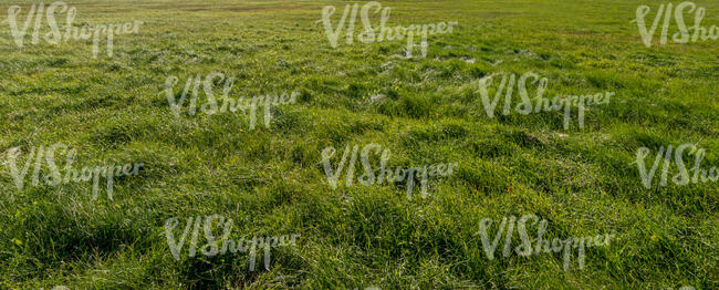 tall grass in autumn sun
