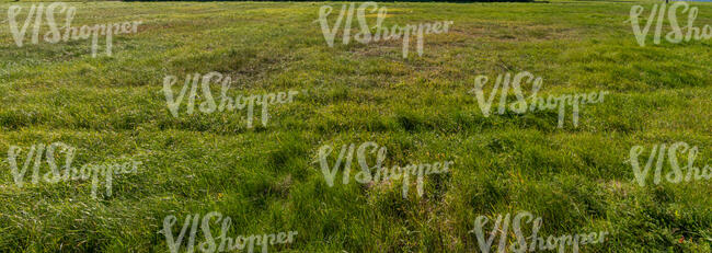 field of grass in sunlight