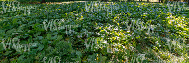 field of beets in parital light