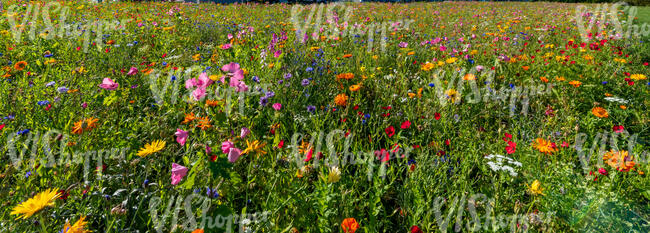 field of flowers