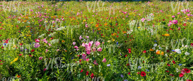 field of blooming flowers