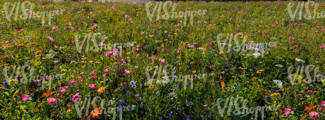 field of flowers in sunlight