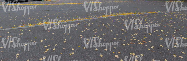 asphalt road with fallen leaves