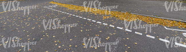 asphalt road with fallen leaves