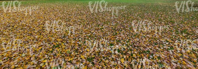 ground with thick layer of fallen leaves
