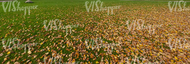 grass with fallen leaves