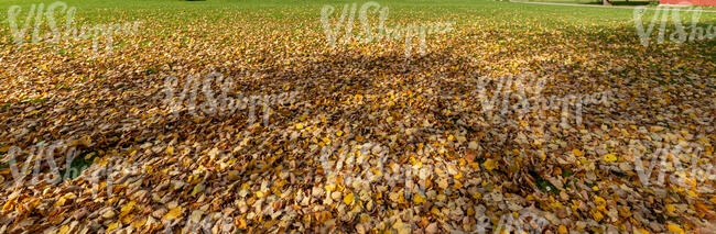 grass with fallen leaves under a tree shade