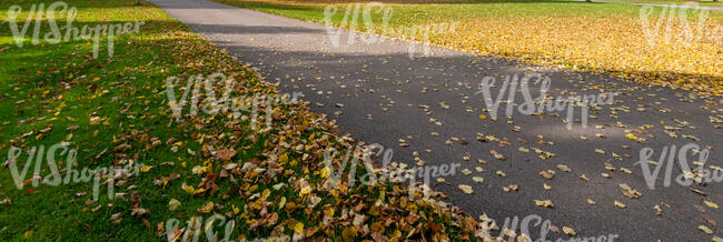 small road with fallen leaves