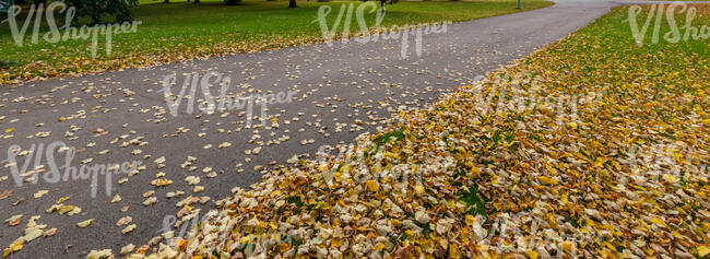 aspahalt road in autumn