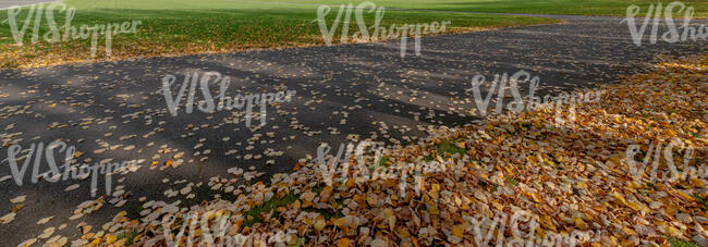 small asphalt road under trees in autumn