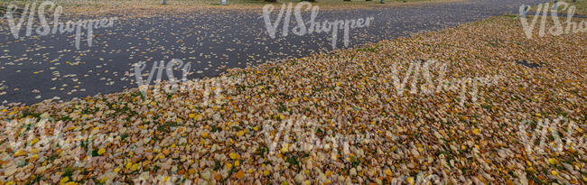 road with lot of fallen leaves