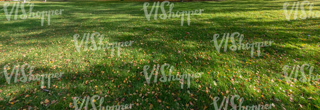 grass with shadows and fallen leaves