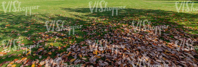 lawn in autumn with fallen leaves