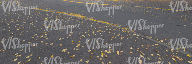 asphalt road and sidewalk with fallen leaves