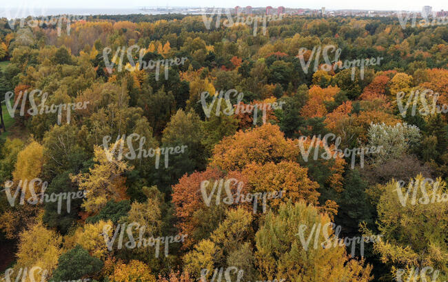 aerial view of a forest in autumn