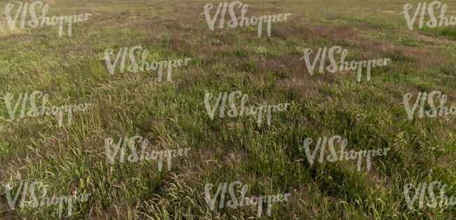 field of grass in autumn